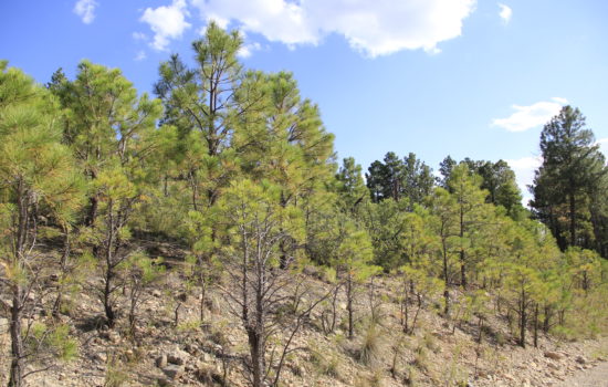 0.507 acres in the breathtaking Sacramento Mountains in Timberon, Otero County NM for just $1 down!